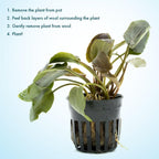SubstrateSource Live Plants - Lagenandra Meeboldii Red (Lagenandra meeboldii) - Moderate to High Light Tank Display, Red to Bronze Accent, Midground Placement, Freshwater Aquatic Plant - Pot