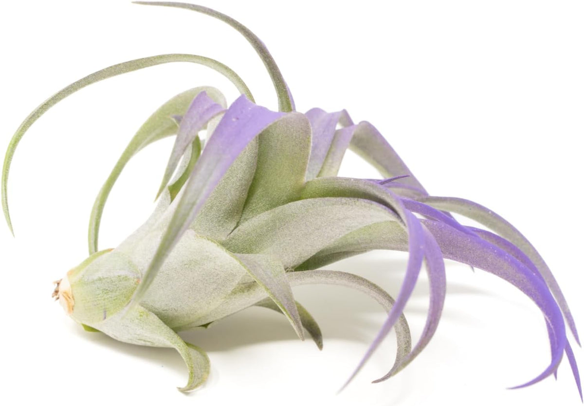 Purple Colorful Tillandsia Air Plants - Long Lasting Color Enhanced Live Tillandsia Succulent House Plants - Home and Garden Decor - Easy Care Indoor and Outdoor (Brachycaulos Abdita, Single)