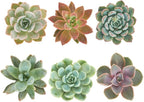Shop Succulents Rosette Succulent Plant Pack Collection - Live Mini Succulent Plants, Low Maintenance, Floral Shaped Mix of Colors & Textures - Wedding and Party Favors, Gift & Garden, Pack of 6
