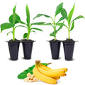 Banana Trees Grand Nain (4 Pack) | Easy to Grow Banana Plants | Edible Fruit Live Plant for Sustainable Living | Grow Your own Food on Your Edible Organic Garden| Live for Planting|