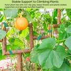 Reusable Plant Ties for Climbing Plants Hook and Loop Green Nylon Plant Straps Tape Double Sided Garden Tie Strap Reusable Adjustable Gentle Support for Vines, Trellis, Tomato (1/2 Inch x 16.4 ft)