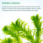 SubstrateSource Live Plant - Anacharis (Egeria densa) - Easy Care, Low to Medium Light, Bright Green Accent, Freshwater Aquatic Plant for Aquascaping - Lead Bunch