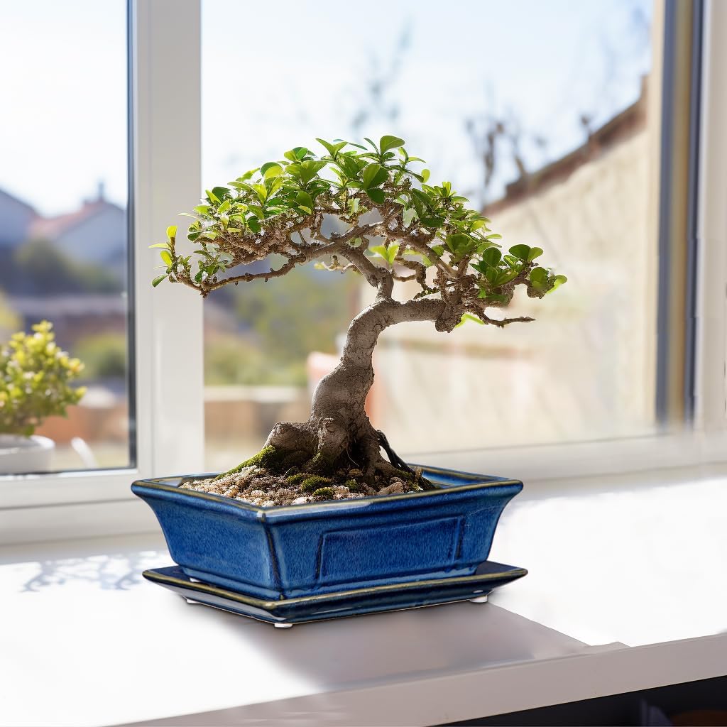 Bonsai Pots Small Shallow Succulent Planters for Live Bonsai Trees Set of 2, 7.5" Ceramic Pot for Succulents Indoor with Drainage Hole and Saucer, Outdoor Cactus Plant Bonsai Pot