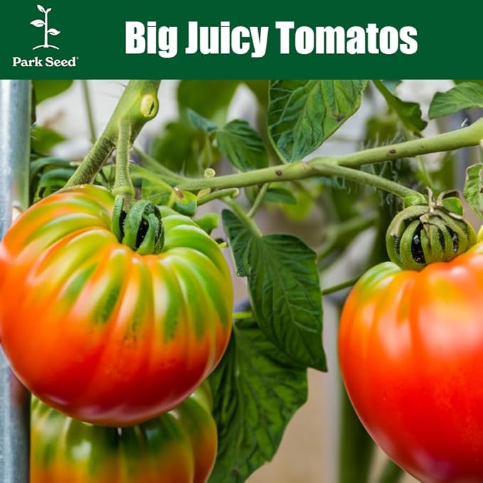 Park Seed Variety of Tomato Seeds, Planting Vegetables, Easy to Grow, Non-GMO, Perfect for Harvesting, Beefmaster Hybrid, Pack of 250