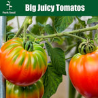 Park Seed Variety of Tomato Seeds, Planting Vegetables, Easy to Grow, Non-GMO, Perfect for Harvesting, Hybrid Purple Boy, Pack of 10