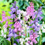 Spanish Bluebell Mixture - Perennial Spanish Bluebells (Wood Hyacinth) Bulbs for Planting | Spring Flowering Bulbs, Bell Shaped Flowers - Easy to Grow (100 Pack)