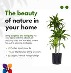 United Nursery Dracaena Janet Craig – Tall Indoor Plant in 10” Grower Pot – 38–42 Inches Tall – Air-Purifying, Low-Light Tropical Houseplant – Easy-Care Green Foliage for Home or Office Decor