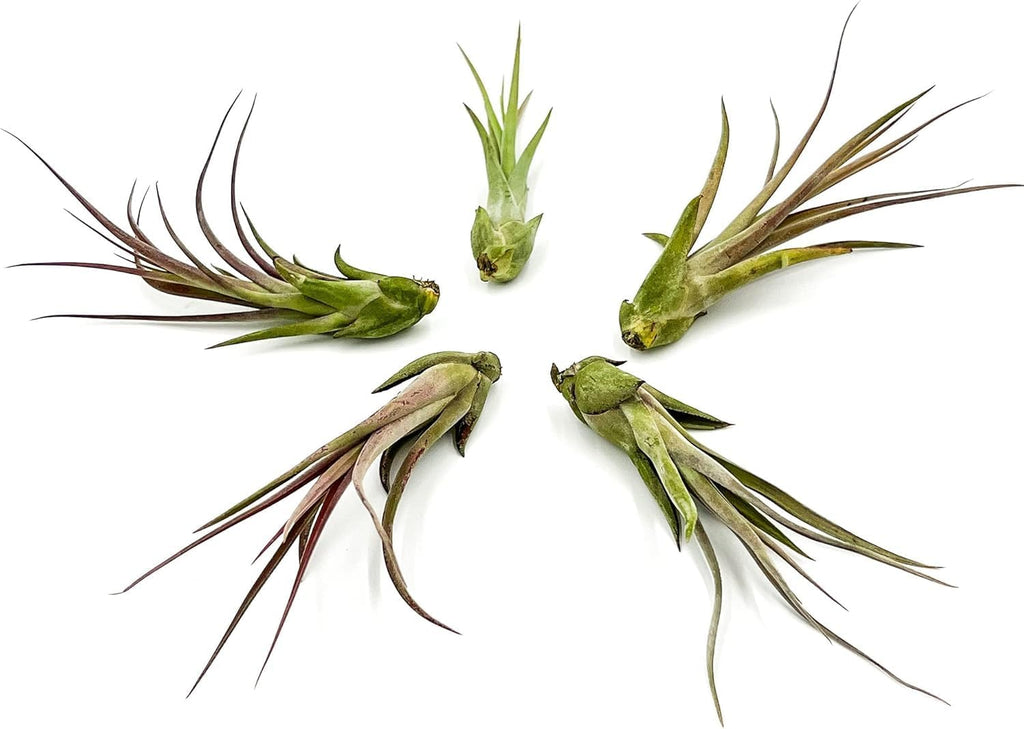 ragnaroc Live Air Plant – Tillandsia Capiput, Jumbo 6-9” - 2 ct - Live Arrival Guaranteed - House Plants for Home Decor & Gift