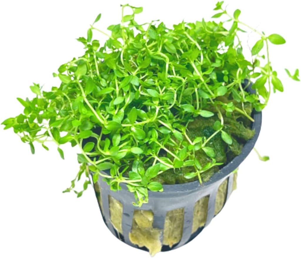 Mainam Pearl Weed Hemianthus Micranthemoides Potted US Nursery Live Aquarium Plants Decorations Freshwater Fish Tank Aquatic Plant3 Days Live Guaranteed