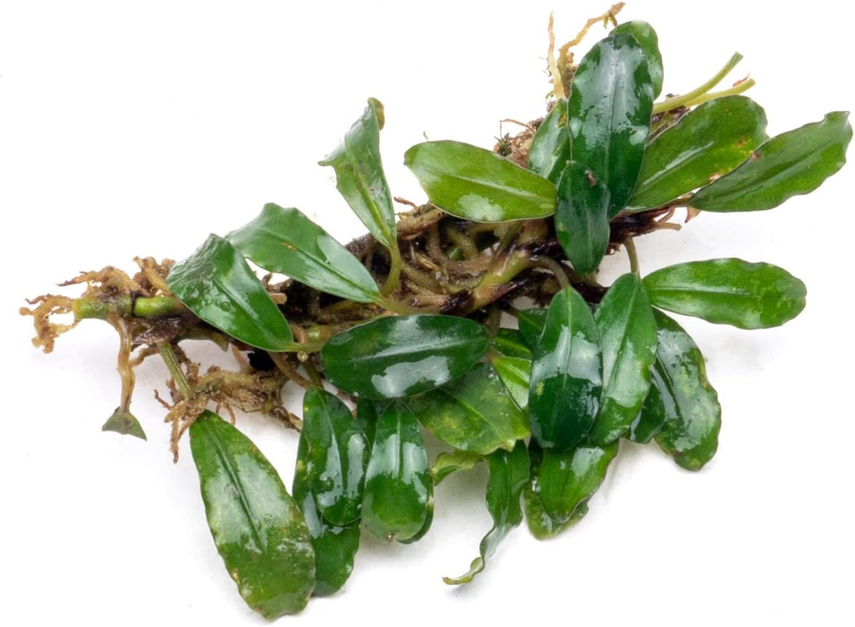 SubstrateSource Bucephalandra Rainbow Frost Live Aquarium Plant - Natural Freshwater Fish Tank Decorations and Aquatic Decor (Plant (10-15 Leaves))