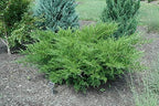 Sea Green Juniper - 3 Live Plants - Juniperus Chinensis - Hardy Evergreen Privacy Screen