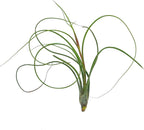 ragnaroc Live Air Plants - Tillandsia Butzii, Jumbo 7-9" - 2ct - Live Arrival Guaranteed - House Plants for Home Decor & Gift
