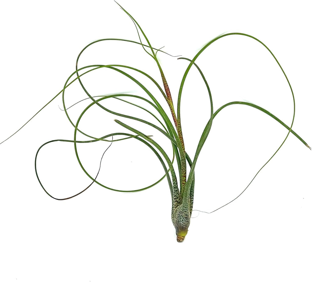 ragnaroc Live Air Plants - Tillandsia Butzii, Jumbo 7-9" - 1ct - Live Arrival Guaranteed - House Plants for Home Decor & Gift