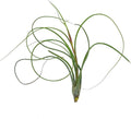 ragnaroc Live Air Plants - Tillandsia Butzii, Jumbo 7-9" - 1ct - Live Arrival Guaranteed - House Plants for Home Decor & Gift