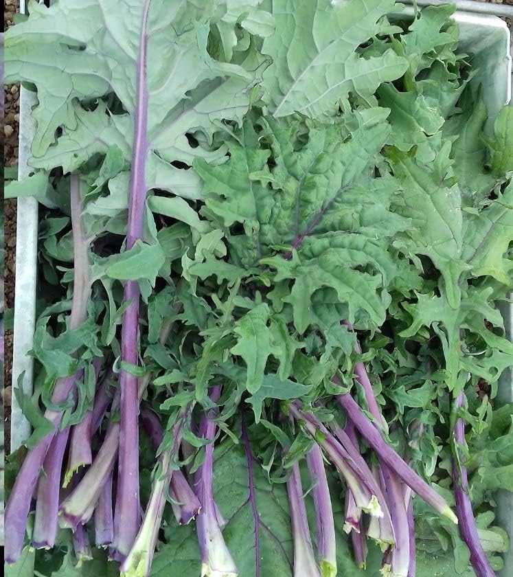 Todd's Seeds Red Russian Kale Seed - 1 Pound