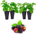 Boysenberry Plant (4 Pack) | Live Fruit Plant for Planting | Large, Juicy & Sweet Berries | Thorny & High-Yielding Variety | Grow Your Own Food in Your Edible Organic Garden | Perfect for Fresh Eating