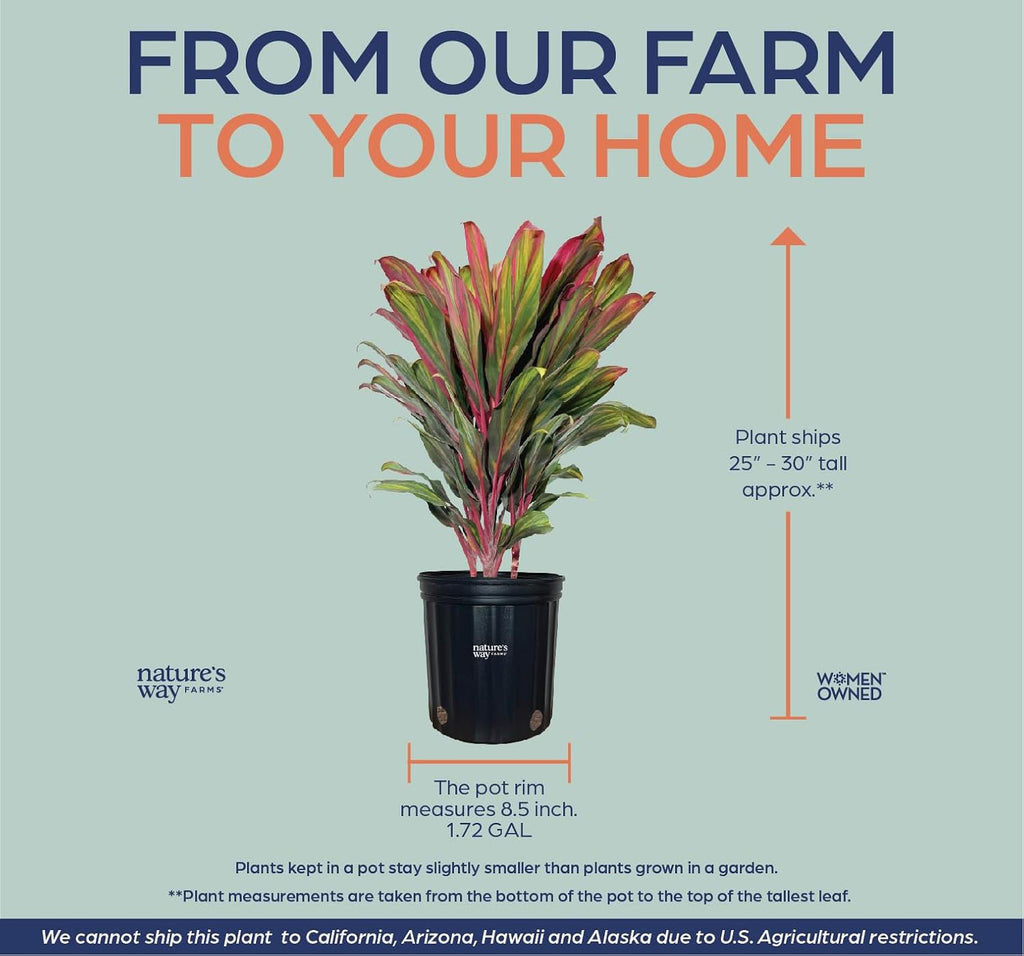 Nature's Way Farms Cordyline Harlequin Live Plant 25-30 in. Tall in Grower Pot