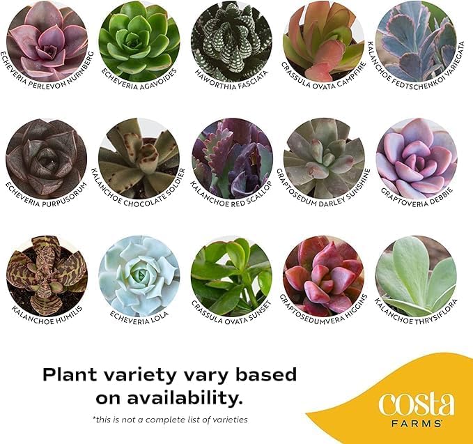 Costa Farms Mini Succulents (3-Pack), Assorted Live Indoor Succulent Plants in Cute Decor Planters, Grower's Choice Easy Care Houseplants, Tabletop, Office, Desk, or Room Decor, 2-Inches Tall, ceramic