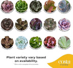 Costa Farms Mini Succulents (3-Pack), Assorted Live Indoor Succulent Plants in Cute Decor Planters, Grower's Choice Easy Care Houseplants, Tabletop, Office, Desk, or Room Decor, 2-Inches Tall, ceramic