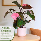 Philodendron Plant Live Exclusive Collection (4-Pack) – Rare Birkin, Gloriosum, Pink Princess & White Wizard in 2" Pot; Easy Care Indoor Plants Live Houseplants Decor for Home/Office/Garden