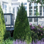 Steeds Holly I 10 Live Plants I Upright Ilex Crenata | Upright Evergreen Shrub for Privacy Screens, Hedges, and Ornamental Landscaping