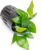 SubstrateSource Anubias Live Aquarium Plants - Potted Freshwater Plant for Fish Tanks, Terrariums - Beginner Friendly Low Light (Nana Golden, 3 Pots)