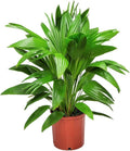 Fountain Palm Tree - Fan Palm - Overall Height 30" to 32" - Large Plant - Houseplant - Tropical Plants of Florida (Plant Only)…