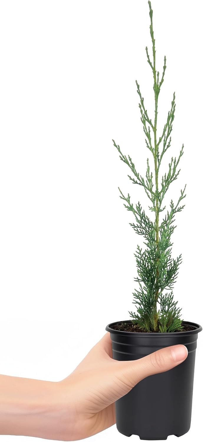 Italian Cypress | 1 Live 4 Inch Tree | Cupressus sempervirens | Narrow Evergreen Plants | Tall Privacy Landscaping | Upright Ornamental Outdoor Plant