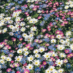 Anemone Blanda Mix Bulbs for Planting - Perennial, Attracts Bees & Showy Flowers | Blooms in Mid Spring, Easy to Grow & Maintain (50 Pack)