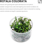 Ultum Nature Systems Live Tissue Culture - Rotala 'Colorata' - Moderate - High Light - Reddish-Pink Accent - Midground to Background - 100% Snail Free Grown in-Vitro - Regular Cup