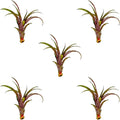 ragnaroc Air Plants - Tillandsia Red Capitata, Large 5-7” - 5 ct - Live Arrival Guaranteed - House Plants for Home Decor & Gift