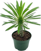 BubbleBlooms Madagascar Palm, Pachypodium Lamerei, in a 4 inch Pot