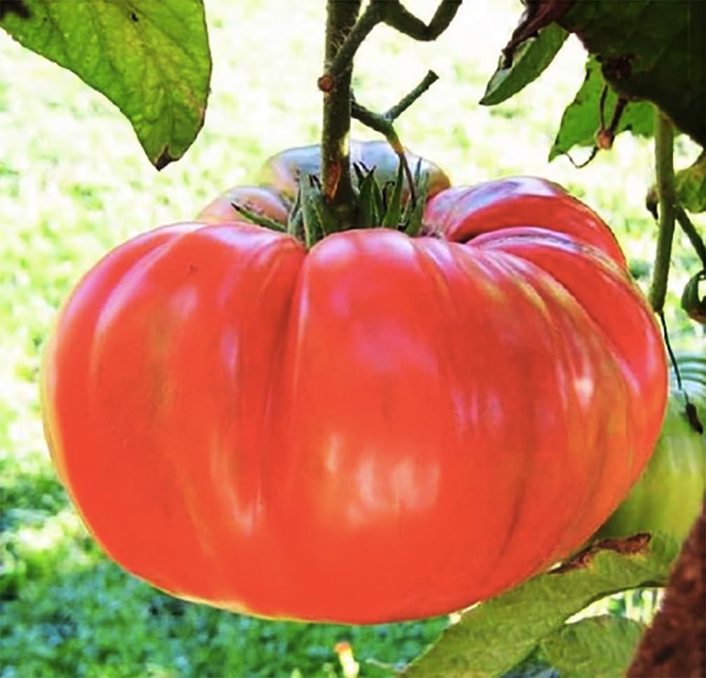 Pink Ponderosa Heirloom Tomato Seeds - Large Tomato - One of The Most Delicious Tomatoes for Home Growing, Non GMO - Neonicotinoid-Free.