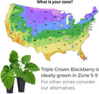 BlackBerry Plants Triple Crown (4 Pack) Live for Sale | Easy to Grow Plants | Edible Fruit Plant for Sustainable Living | Grow Your own Food on Your Organic Garden | Live for Planting |