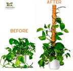 Pack of 6 Coco Coir Pole- Plants Monstera 24" Sized Poles for Climbing Plants, Plant Support Stakes for Indoor/Outdoor Potted Plants