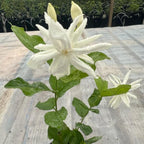 Jasmine Plant, Fragrant Jasmine Flower Vine 4-8 Inches Well Rooted for Container, Hanging Basket Growing (Common)