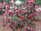 Kanjiro Camellia Flowering Shrub, 1 Gallon, Pink Blooms, Evergreen Plant