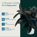 Rubber Tree Live House Plant - Large Indoor Air Purifier Plant - Dark Shiny Petals - Indoor Plants Live Houseplants for Room Decor - Elegant Ficus Burgundy Live House Plants