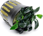 SubstrateSource Anubias Live Aquarium Plants - Potted Freshwater Plant for Fish Tanks, Terrariums - Beginner Friendly Low Light (Jungle Star, 1 Pot)