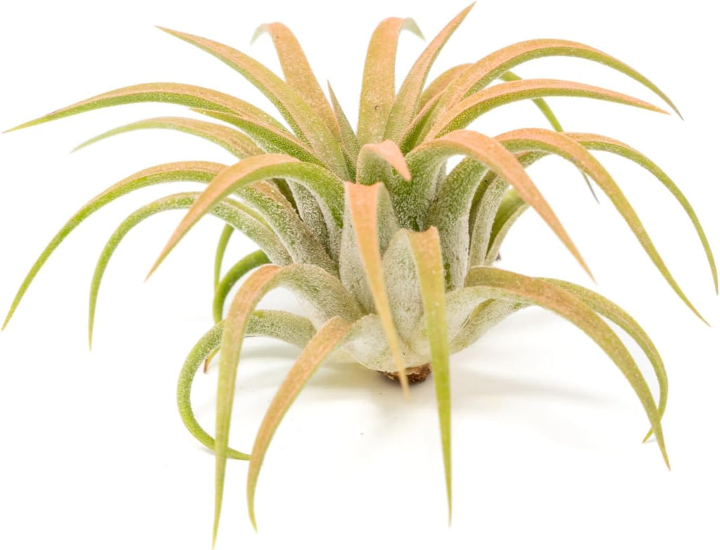 Coral Colorful Tillandsia Air Plants - Long Lasting Color Enhanced Live Tillandsia Succulent House Plants - Home and Garden Decor - Easy Care Indoor/Outdoor Plants (Ionantha Rubra, Single)