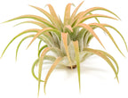 Coral Colorful Tillandsia Air Plants - Long Lasting Color Enhanced Live Tillandsia Succulent House Plants - Home and Garden Decor - Easy Care Indoor/Outdoor Plants (Ionantha Rubra, Single)