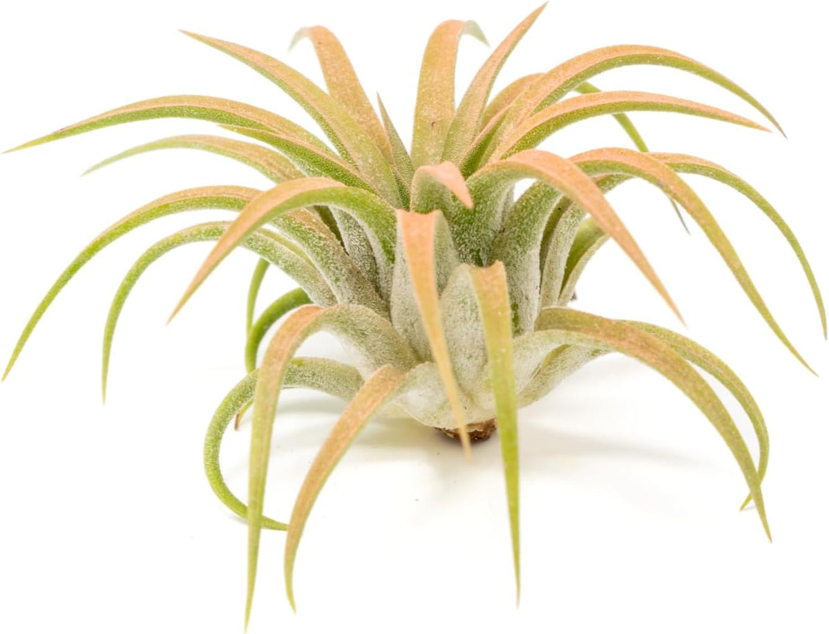 Coral Colorful Tillandsia Air Plants - Long Lasting Color Enhanced Live Tillandsia Succulent House Plants - Home and Garden Decor - Easy Care Indoor/Outdoor Plants (Ionantha Rubra, Single)