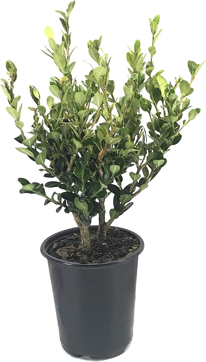 Winter Gem Boxwood | 3 Live 4 Inch Pots | Buxus Microphylla Japonica | Fast Growing Cold Hardy Formal Evergreen Shrub