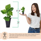 Blackberry Plant Collection (4 Pack) Live Fruit Plants for Planting | 4 Different Varieties for a Continuous Harvest | Thornless & Thorny Mix| Large, Sweet & Juicy Berries |Perfect for Organic Gardens