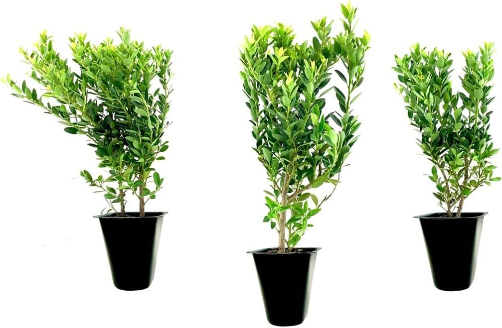 Hoogendoorn Holly Shrub I 10 Live Plants I Ilex Crenata | Lustrous Evergreen for Hedging, Privacy Screens, and Decorative Accents