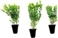Hoogendoorn Holly Shrub I 10 Live Plants I Ilex Crenata | Lustrous Evergreen for Hedging, Privacy Screens, and Decorative Accents