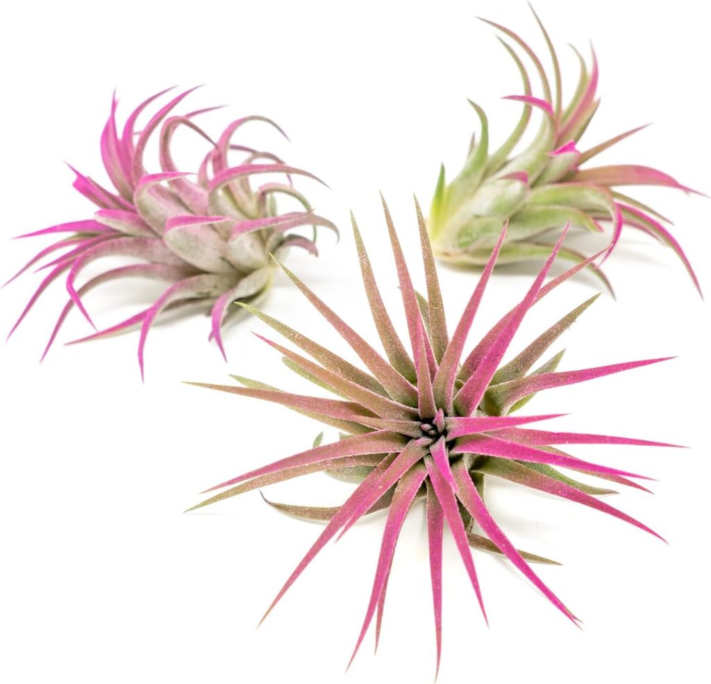 Fuchsia Colorful Tillandsia Air Plants - Long Lasting Color Enhanced Live Tillandsia Succulent House Plants - Home and Garden Decor - Easy Care Indoor/Outdoor Plants (Ionantha Rubra, Pack of 3)