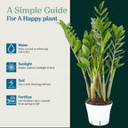 ZZ Plant Live - Air Purifier Indoor House Plant for Home Decor, Room Decor - Ideal Live Plant for Indoor Spaces - Plants Live Houseplants