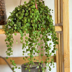 String of Turtles Plant Live, Trailing Succulent Vine, Rare Live Indoor Plant in Pot