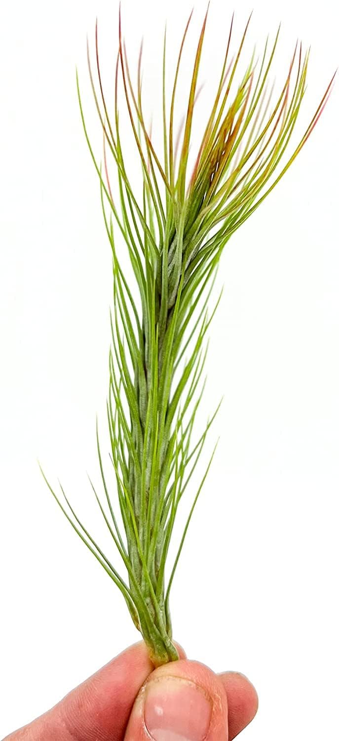 ragnaroc Air Plants - Tillandsia Funckiana Hybrid, Large 5-7" - 5ct - Live Arrival Guaranteed - House Plants for Home Decor & Gift